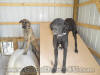 Pretty Kitty & Whoop0-See Daisy as pups in new pen